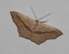 Scopula imitaria